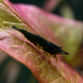 Green Jade (Dark) Neocaridina davidi
