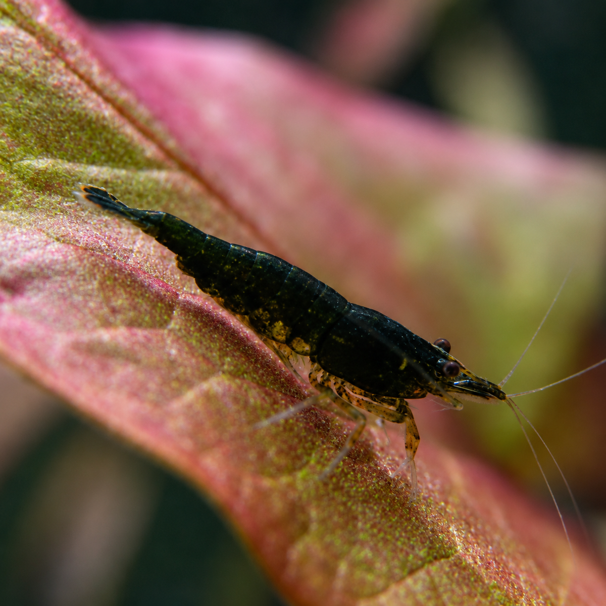 Green Jade (Dark) Neocaridina davidi