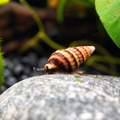 Helena-Schnecke (Raubschnecke)