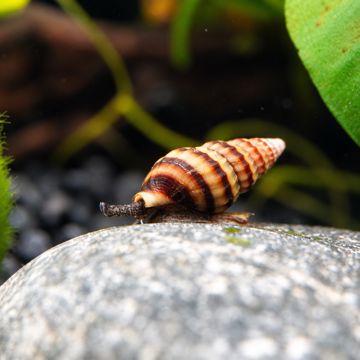 Helena-Schnecke (Raubschnecke)