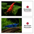"NoBrown" Set, Neocaridina ohne Braunen Nachwuchs! Bloody Mary und Blue Dream