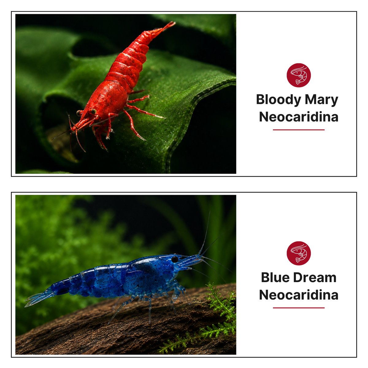 "NoBrown" Set, Neocaridina ohne Braunen Nachwuchs! Bloody Mary und Blue Dream