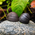 Stahlhelmschnecke/Napfschnecke