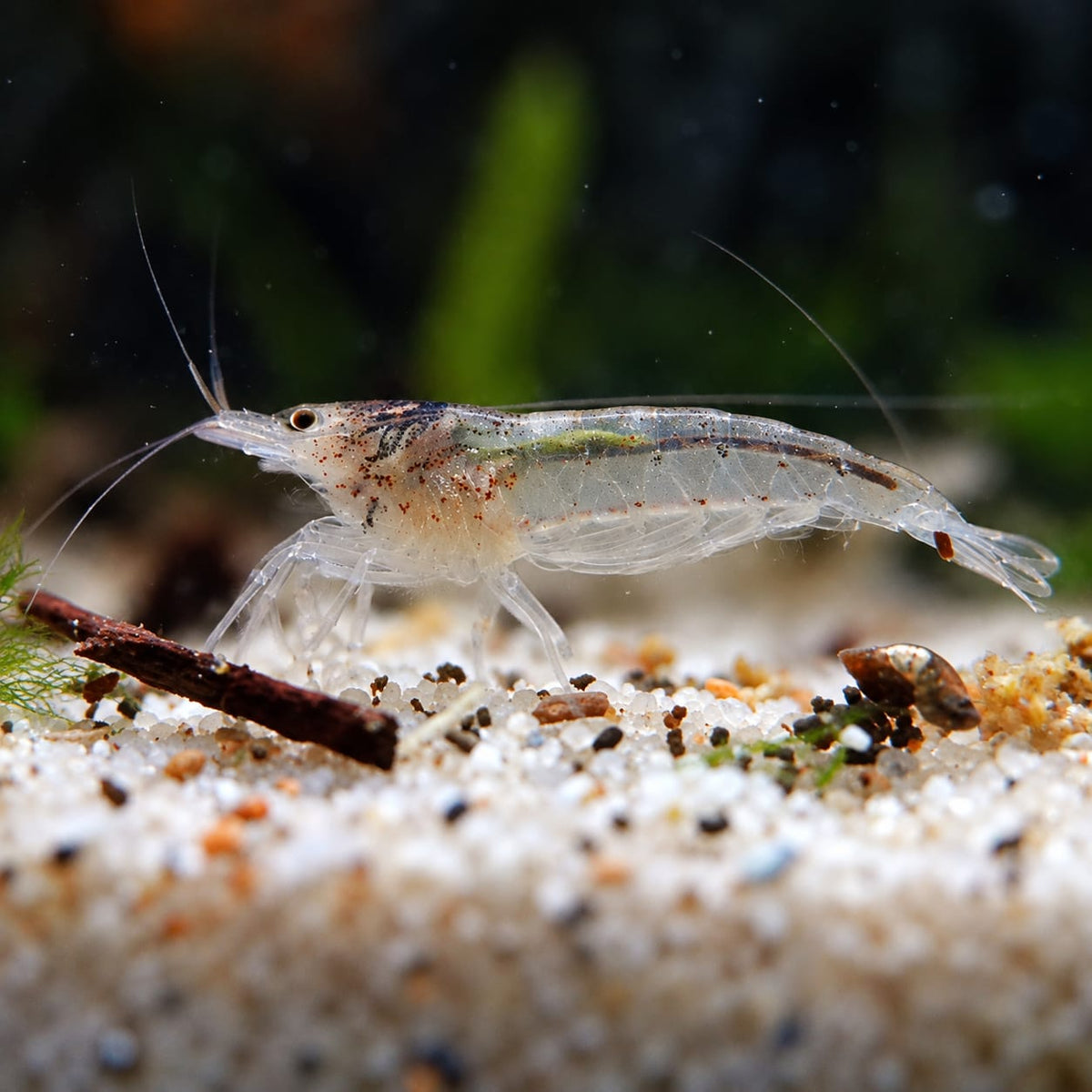 Amanogarnele Caridina multidentata