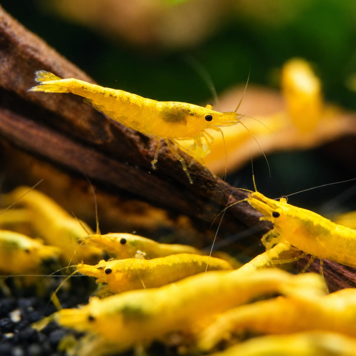 Yellow Stripe Neocaridina Zuchtgruppe/n