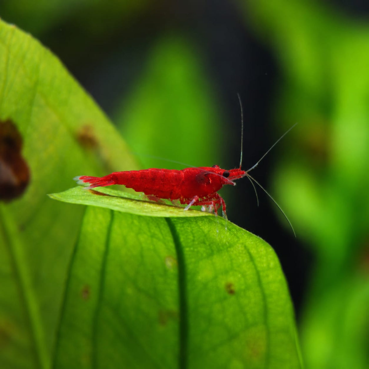 Red Sakura Neocaridina davidi