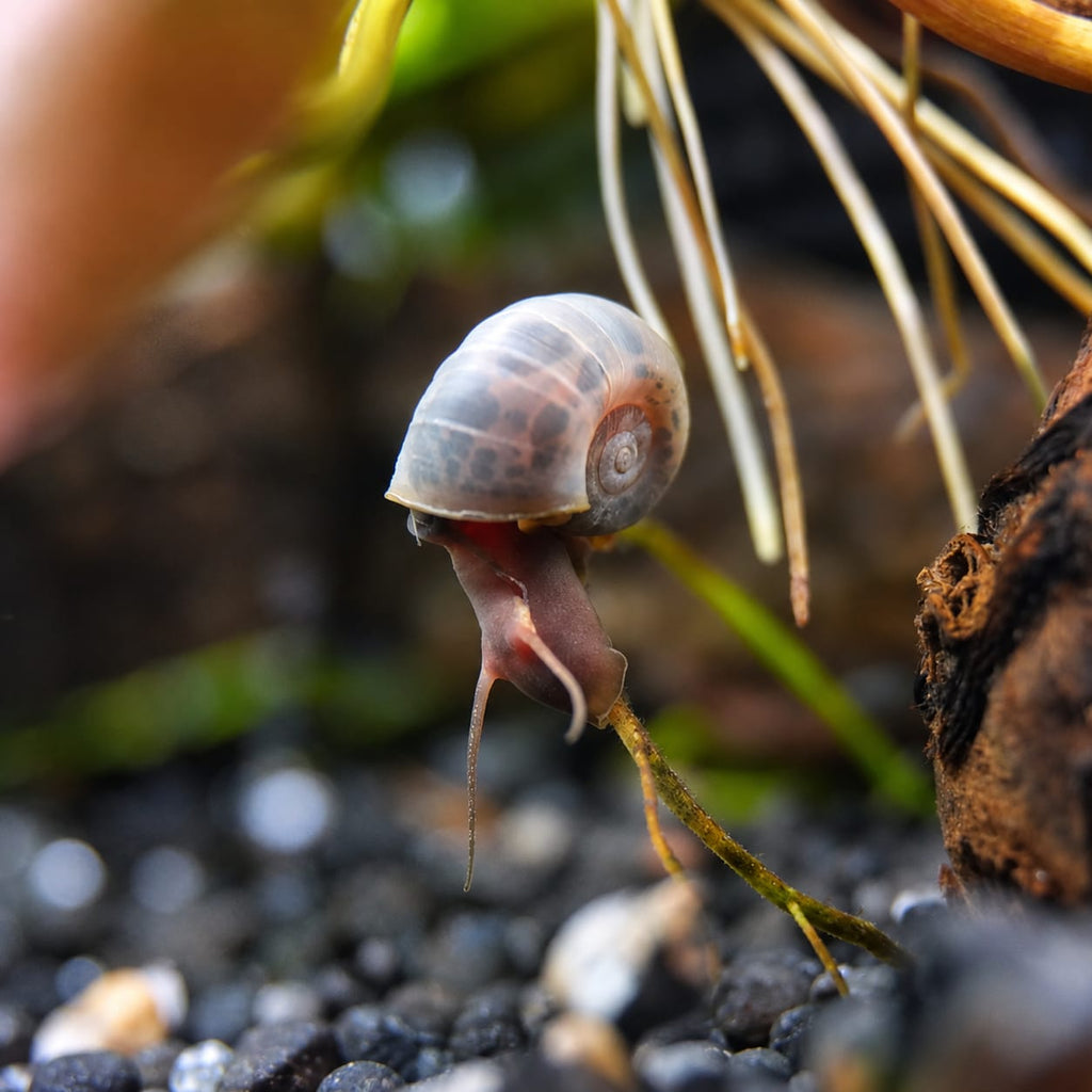 Blaue Posthornschnecke