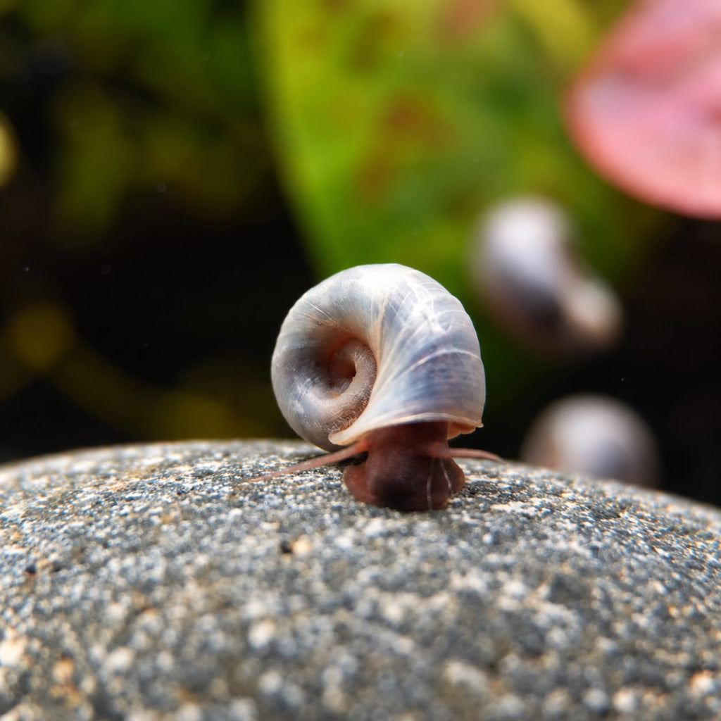 Blaue Posthornschnecke