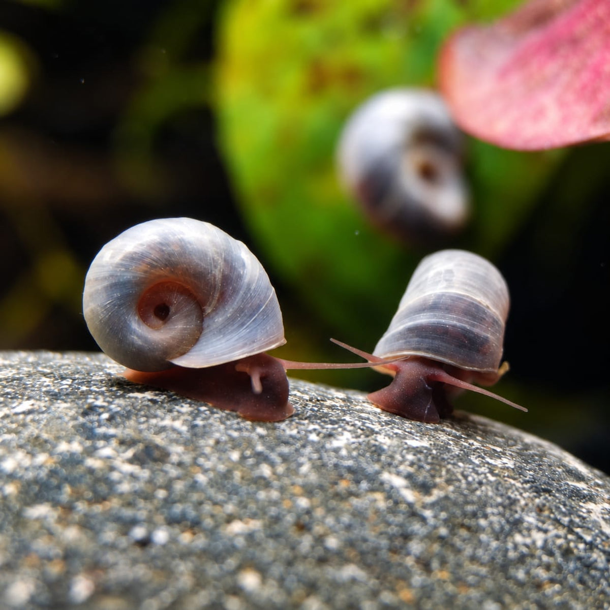 Blaue Posthornschnecke