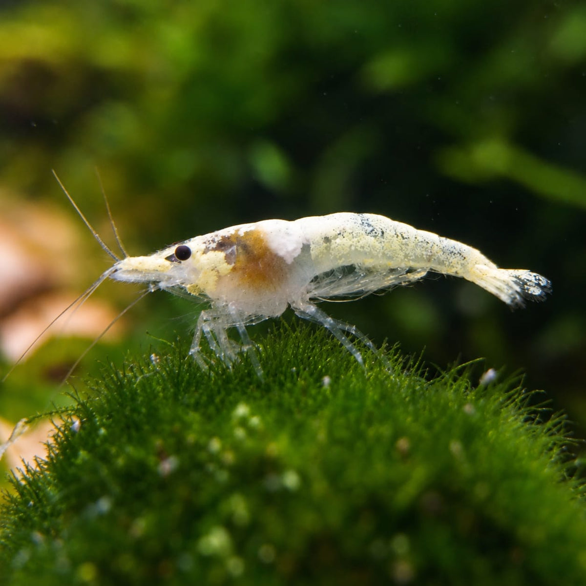 Snow Storm Neocaridina davidi Zuchtgruppe