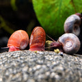 Posthornschnecke Mix 10stk!
