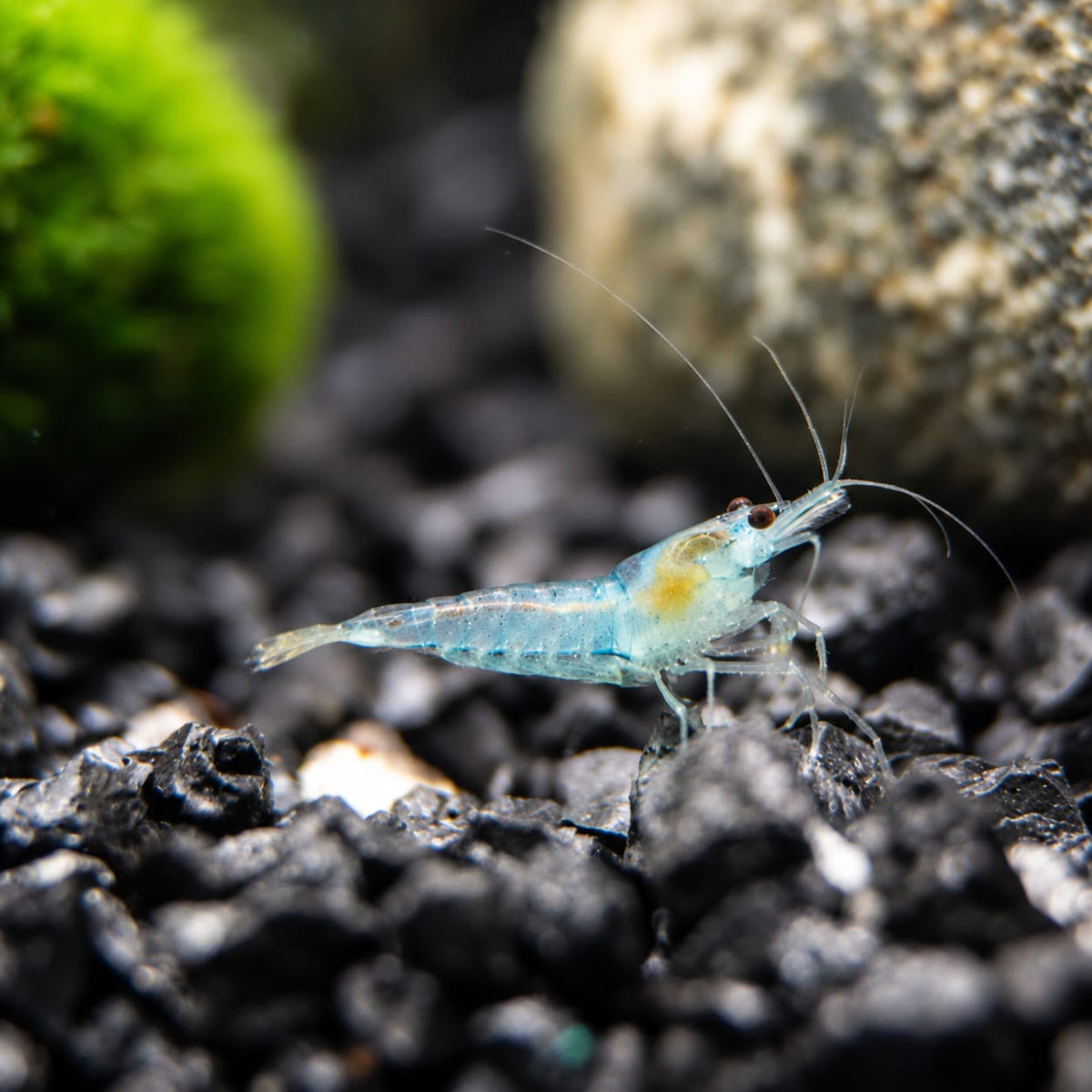 Blue Jelly Neocaridina davidi