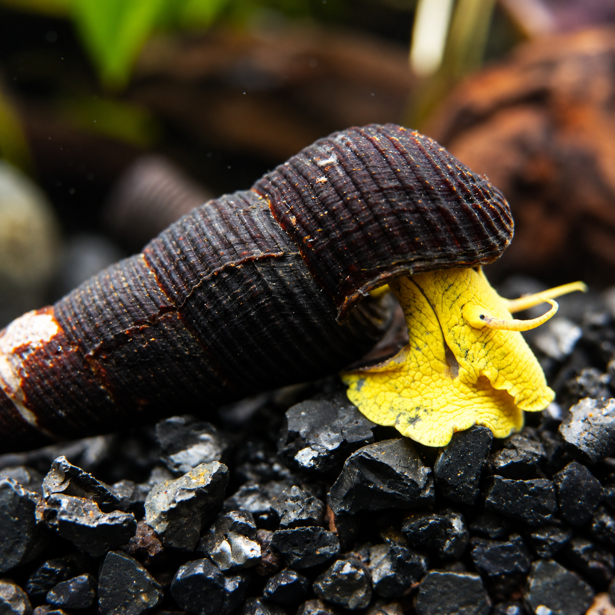 Turmdeckelschnecke „Yellow Poso“
