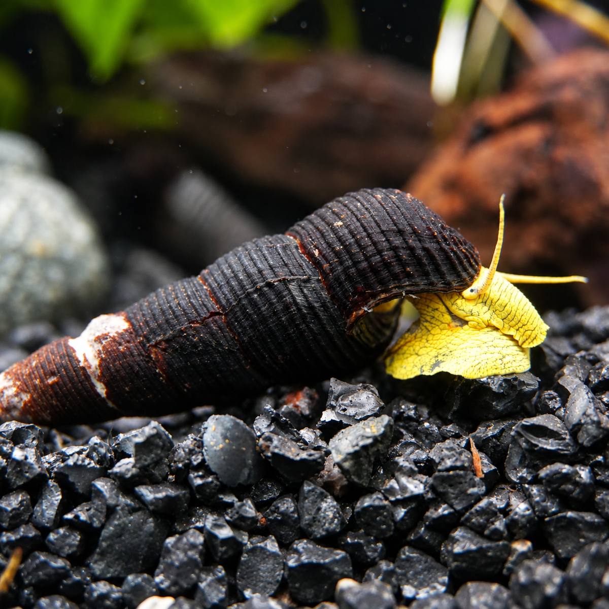 Turmdeckelschnecke „Yellow Poso“