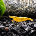 Yellow Stripe Neocaridina Zuchtgruppe/n