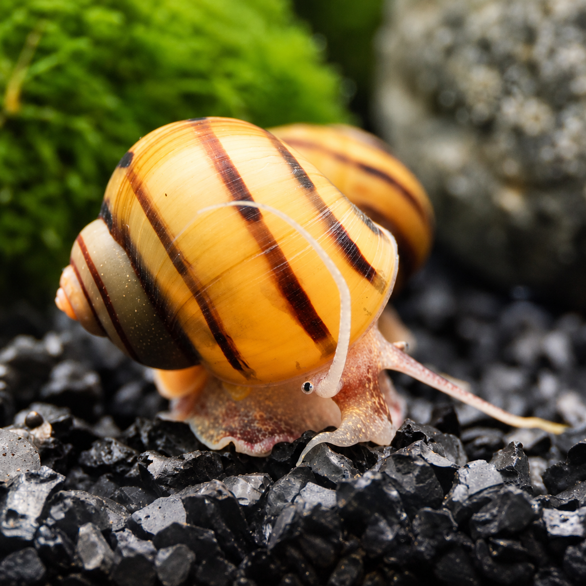 Zebra Apfelschnecke lat. Asolene spixi Zuchtgruppe/n