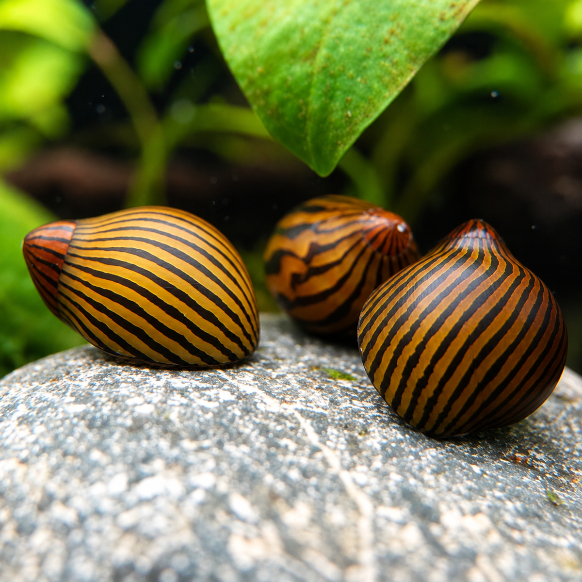 Zebra Rennchnecke Neritina sp