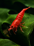 Bloody Marry Neocaridina davidi Zuchtgruppe/n