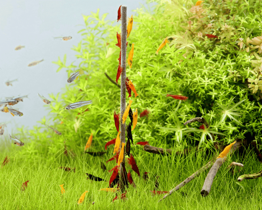 NatureHolic - Garnelen Lollies „Cinnamon Boost“ - 5 Lollis fürs Aquarium
