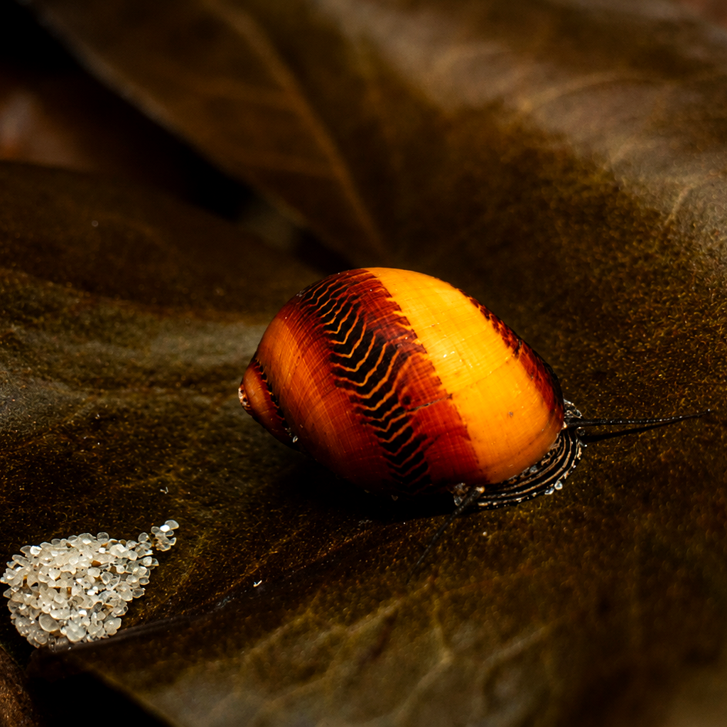 Rote Rennschnecke Vittina waigiensis